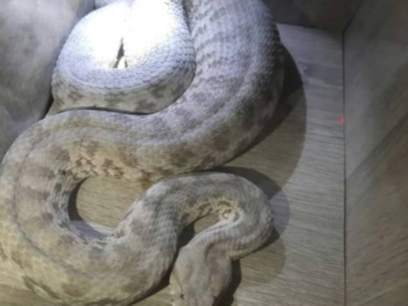 مهار یک حلقه مار سمی در ایلام مهار یک حلقه مار سمی در ایلام