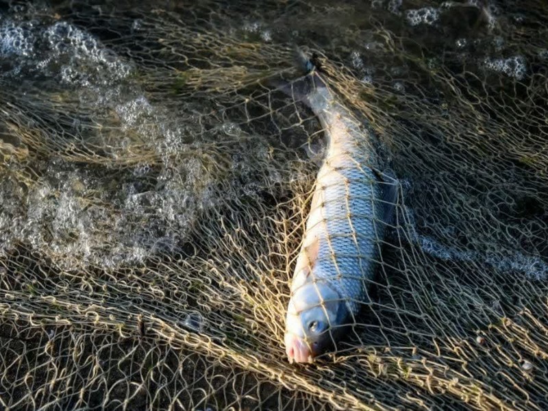 مرگ یک ماهیگیر بر اثر برق گرفتگی مرگ یک ماهیگیر بر اثر برق گرفتگی