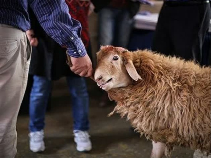 ذبح بیش از یک هزار راس دام قربانی در ایلام ذبح بیش از یک هزار راس دام قربانی در ایلام