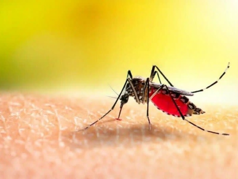 گزارشی از شیوع "تب دنگی" در ایلام نداریم گزارشی از شیوع "تب دنگی" در ایلام نداریم