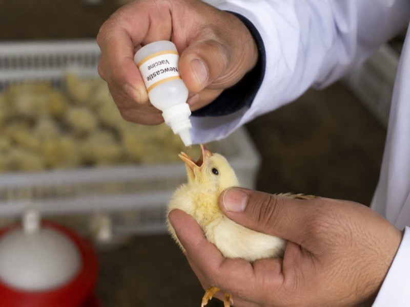 اجرای فاز پانزدهم طرح واکسیناسیون طیور بومی در 480 روستای ایلام اجرای فاز پانزدهم طرح واکسیناسیون طیور بومی در 480 روستای ایلام